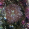 plate corals