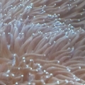 plate corals