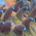 plate corals