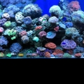 Hamilton Technology - 120 Gallon Reef Aquarium