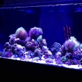 Tank february
