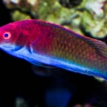 wrasse