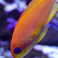 anthias2
