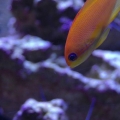 anthias3