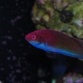 wrasse2