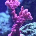 Orange Setosa