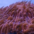 Orange Fungia