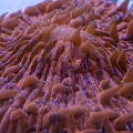 Orange Fungia