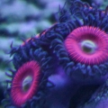 Everlasting Gobstopper Zoas