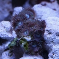 polyps