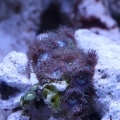 polyps
