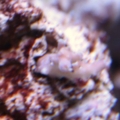 sps