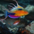 wrasse1