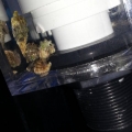 snails