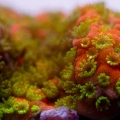 Tyree Sunset Montipora
