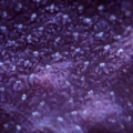 Copps Purple Porites