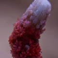 Forest Fire Digitata