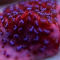 Jason Fox Orange Violet