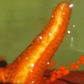 red starfish help