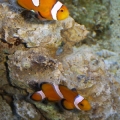 New Misbar Clowns Buddy and Elly