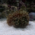 Frogspawn