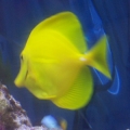 Yellow Tang