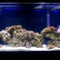 The very early days of the tank