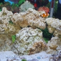 Aquarium 1month