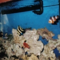 Fowlr (4)