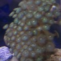 Zoas