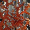 Close-up of the Blue sea fan with the polyps partially opened.