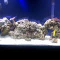 Tank 8.29.08