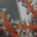BlueFan6