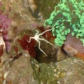 Starfish