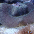 Anemones & Clowns