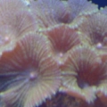 Disc Anemones