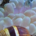 Bubble Coral