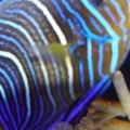 Koran AngelFish