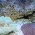 Fungia & Bubble Corals