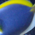 My Tanks Big Dog The Power Blue Tang
