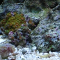 zoas and wrasse