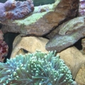 torch coral