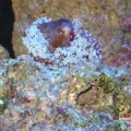daisy coral