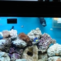 My tank as of today