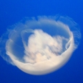 7471
