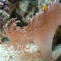 Its Nemo