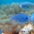 Bubbles & The Chromis Fleet