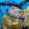 2 Fire Shrimps