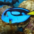 My Blue Tang