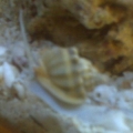 IMG00091